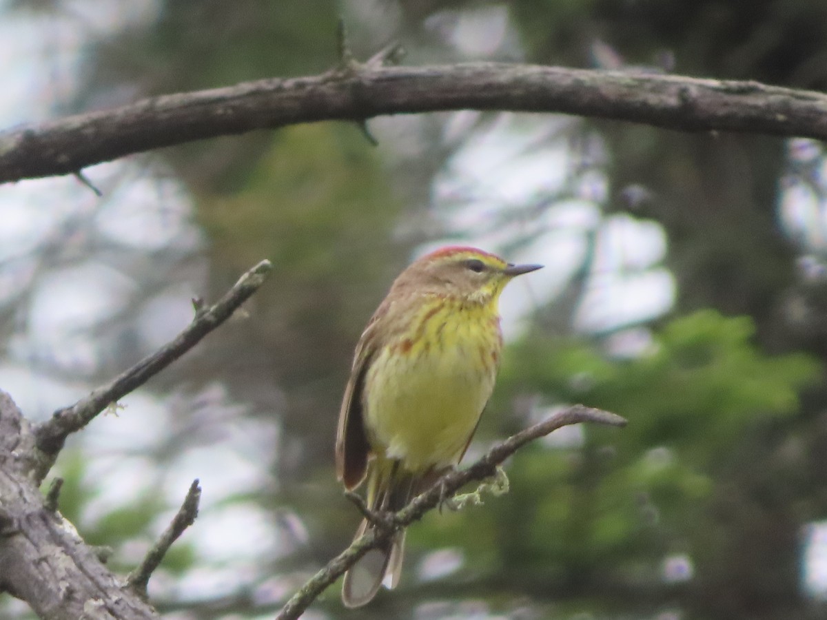 Palm Warbler (Western) - ML638233718