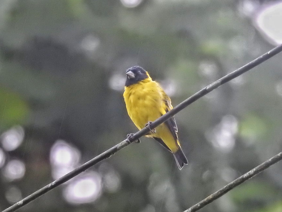 Hooded Siskin - ML638233723