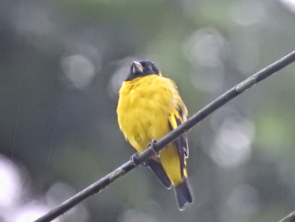 Hooded Siskin - ML638233724