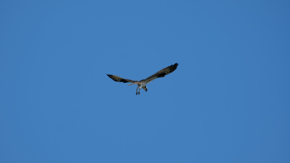 Falco pescatore - ML638233728