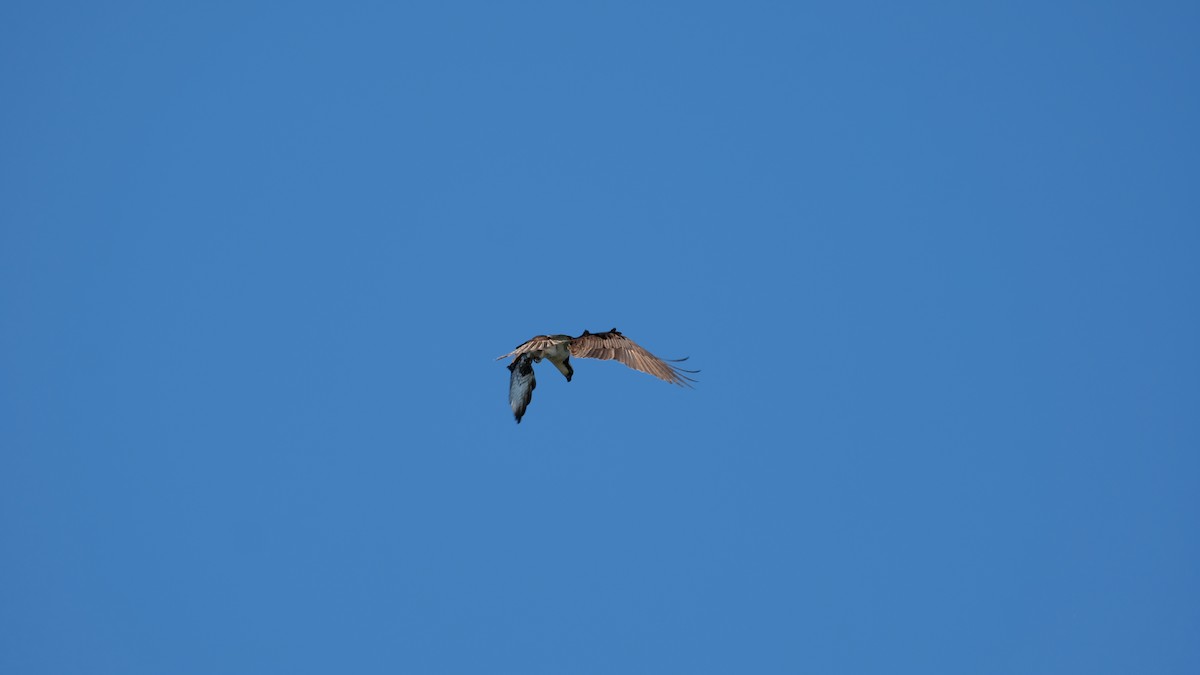 Falco pescatore - ML638233736