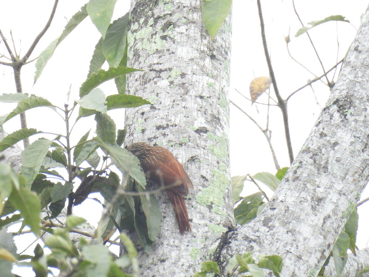 Streak-headed Woodcreeper - ML638233737