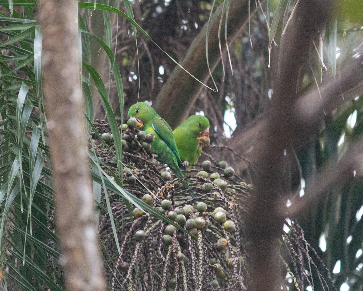 Plain Parakeet - ML638233744