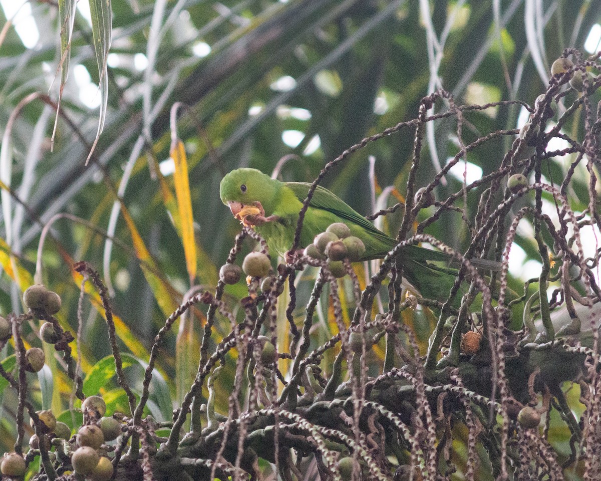 Plain Parakeet - ML638233745