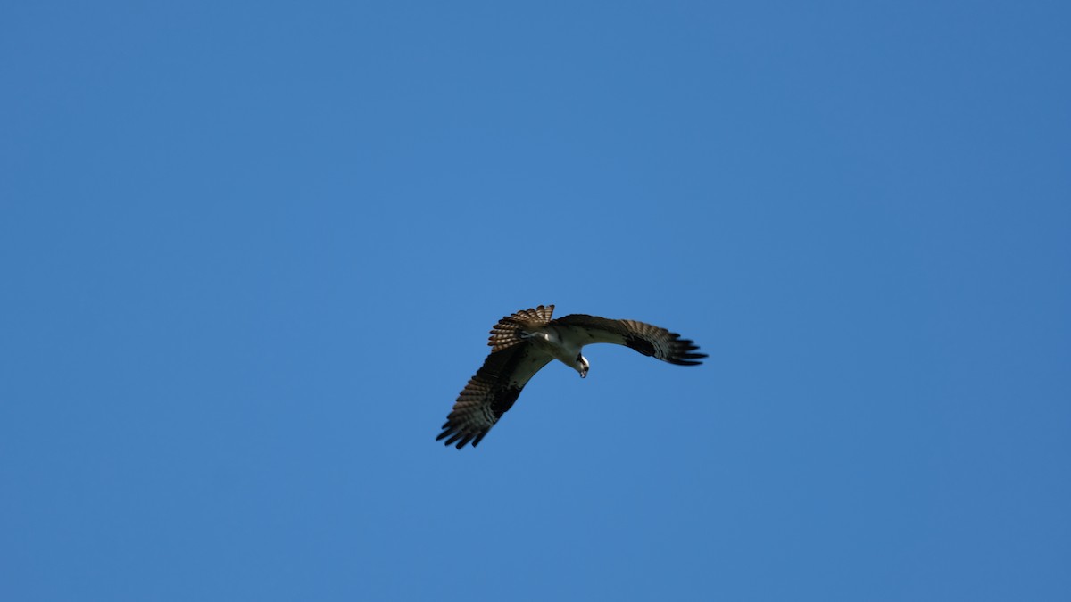 Falco pescatore - ML638233748