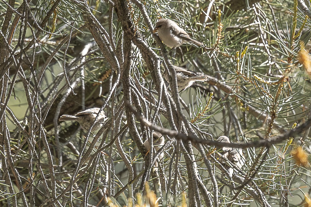 Bushtit - ML638233756