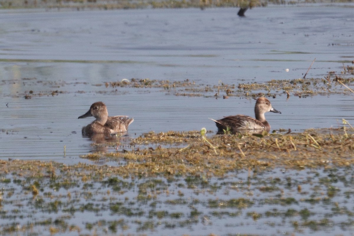 Ring-necked Duck - ML638233761