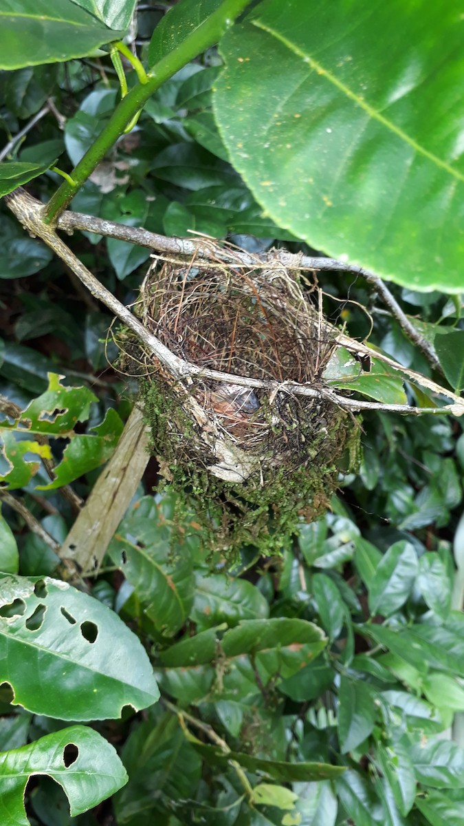 Black-crowned Antshrike - ML638233766