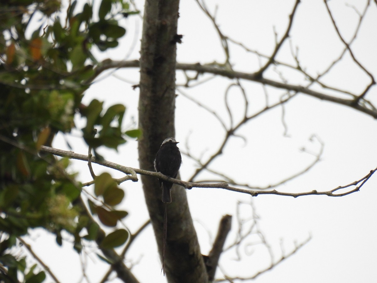 Long-tailed Tyrant - ML638233769
