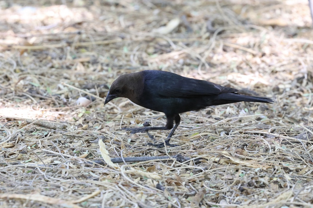 Brown-headed Cowbird - ML638233773