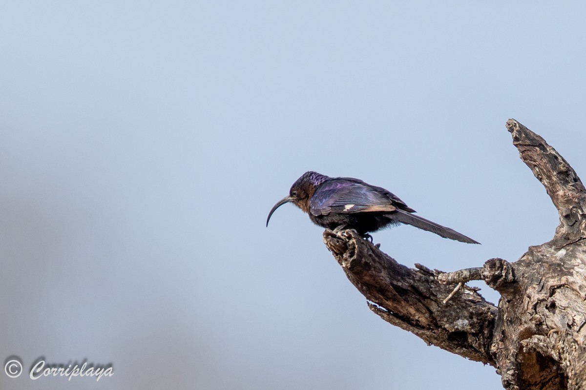 Common Scimitarbill - ML638233774