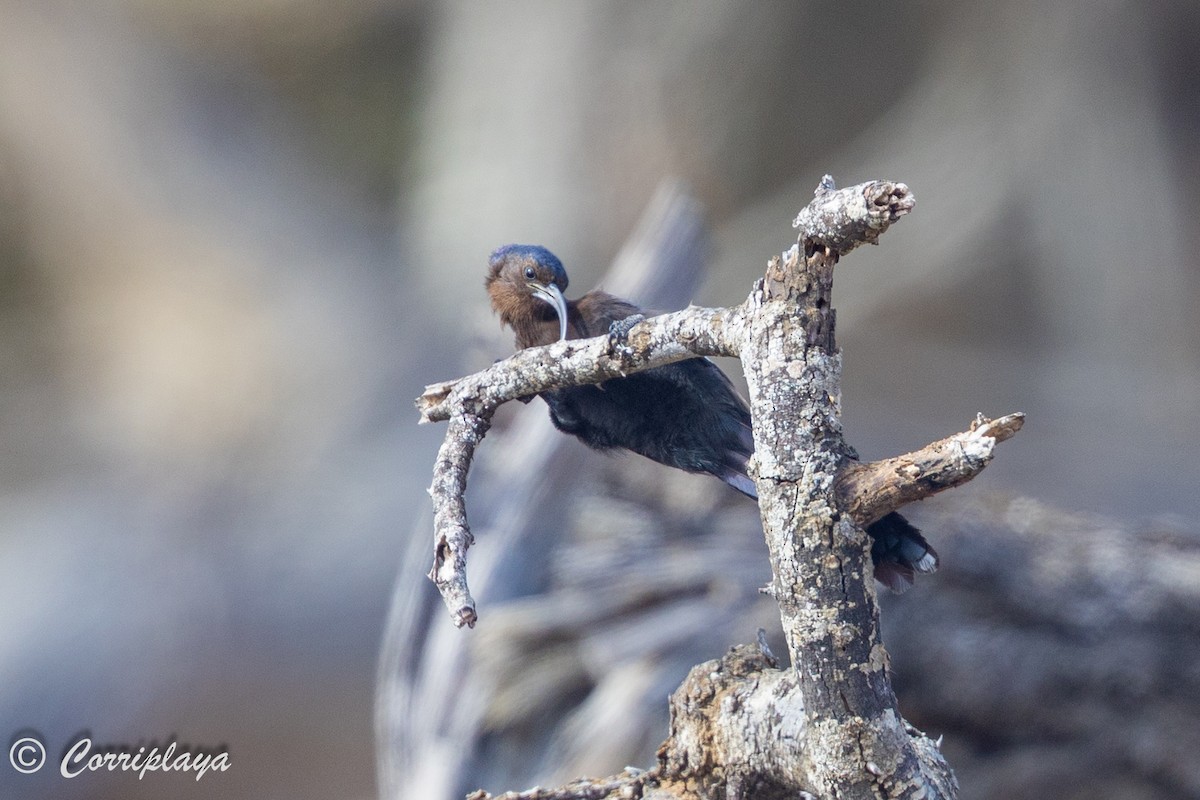 Common Scimitarbill - ML638233775