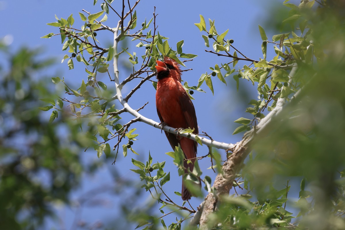 Northern Cardinal - ML638233793