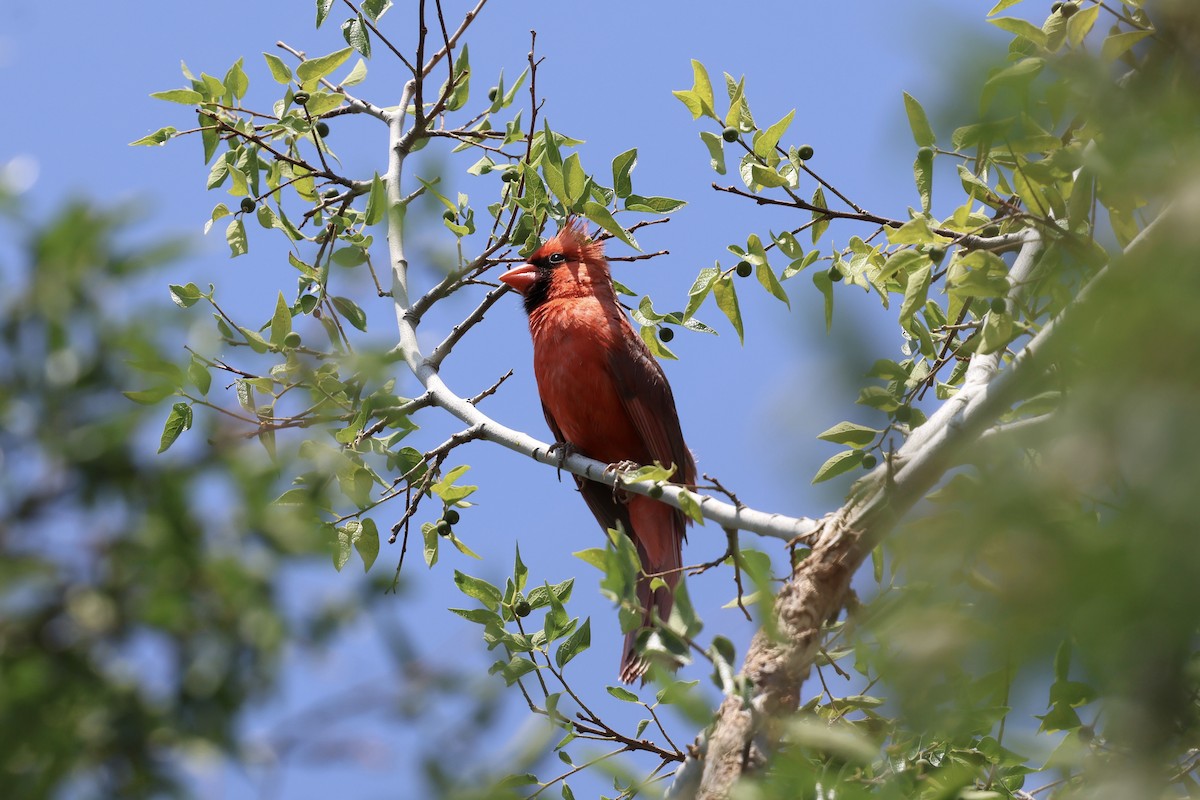 Northern Cardinal - ML638233794