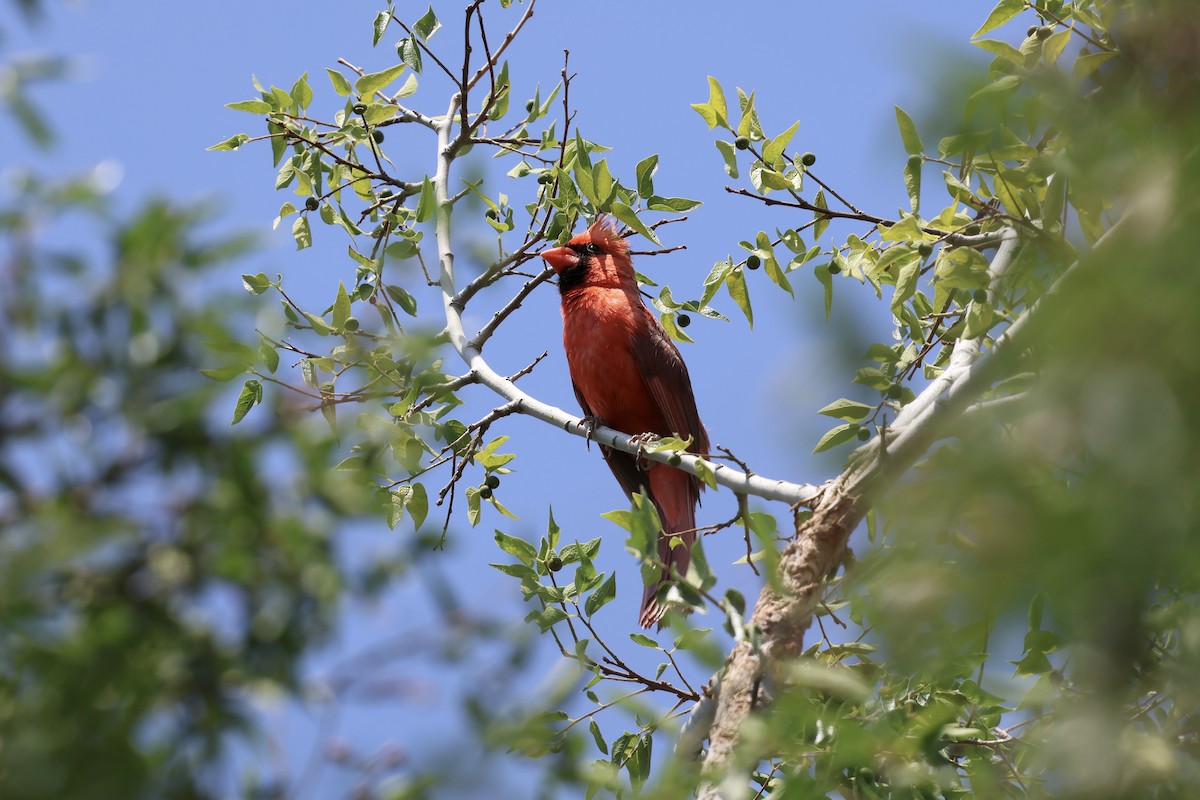 Northern Cardinal - ML638233795