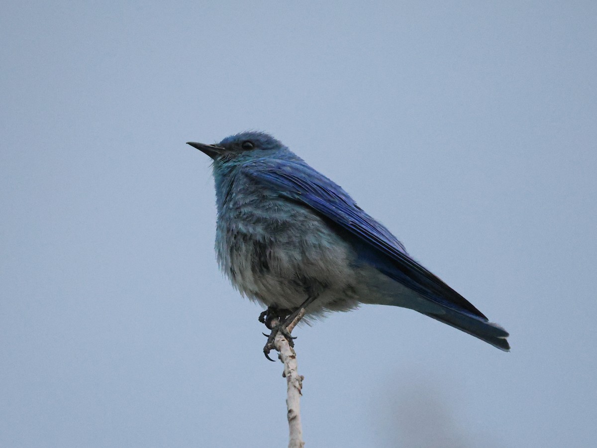 Mountain Bluebird - ML638233803