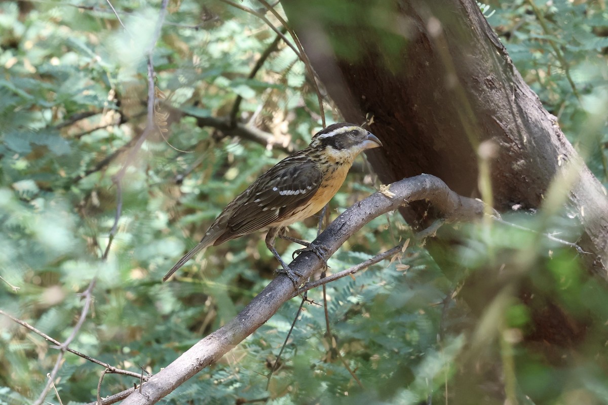 Black-headed Grosbeak - ML638233818