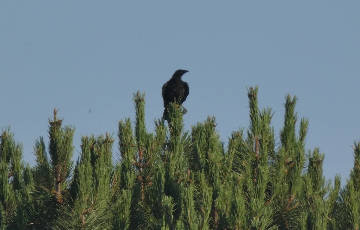 Carrion Crow - ML638233853