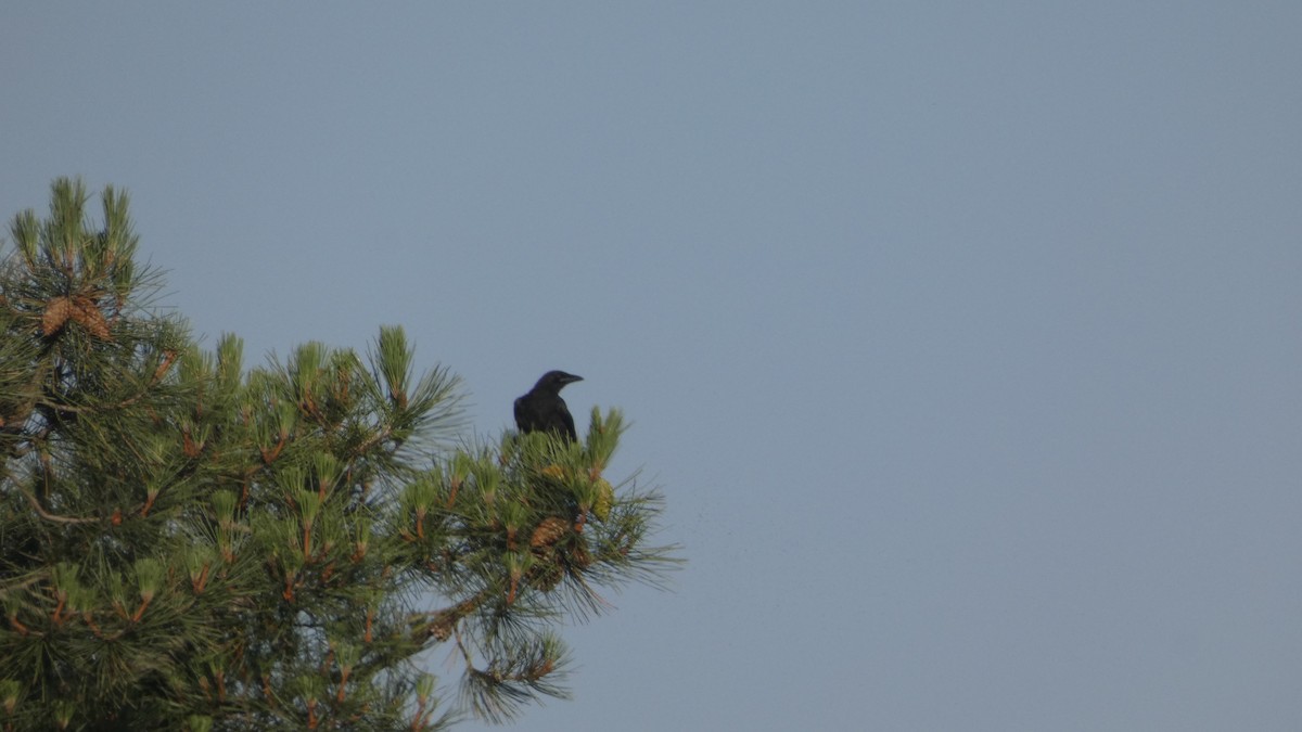 Carrion Crow - ML638233854