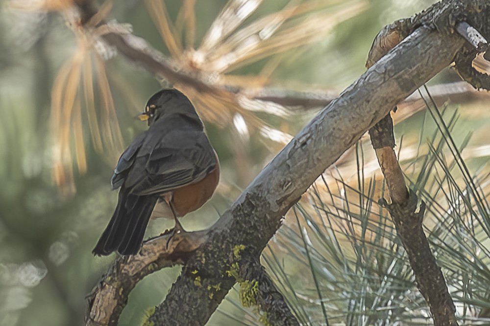 American Robin - ML638233868