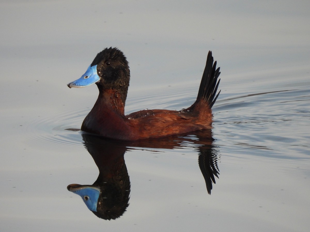 Andean Duck - ML638233872