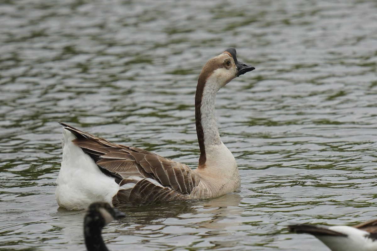 Domestic goose sp. (Domestic type) - ML638233898