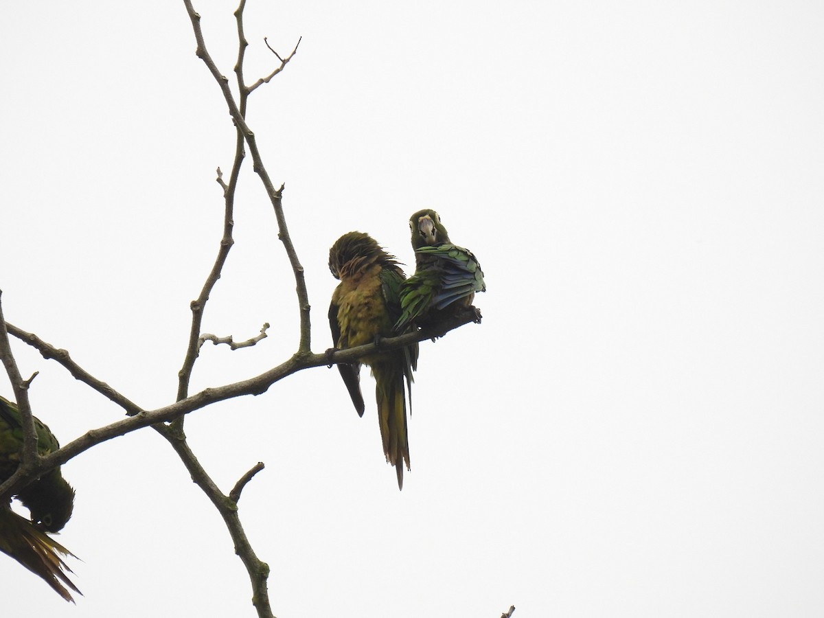 Olive-throated Parakeet - ML638233913