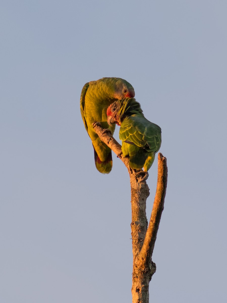 Red-tailed Amazon - ML638233921