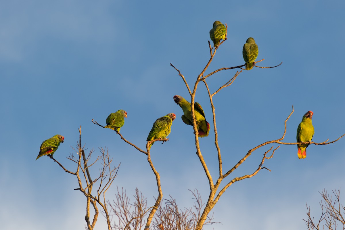 Red-tailed Amazon - ML638233922