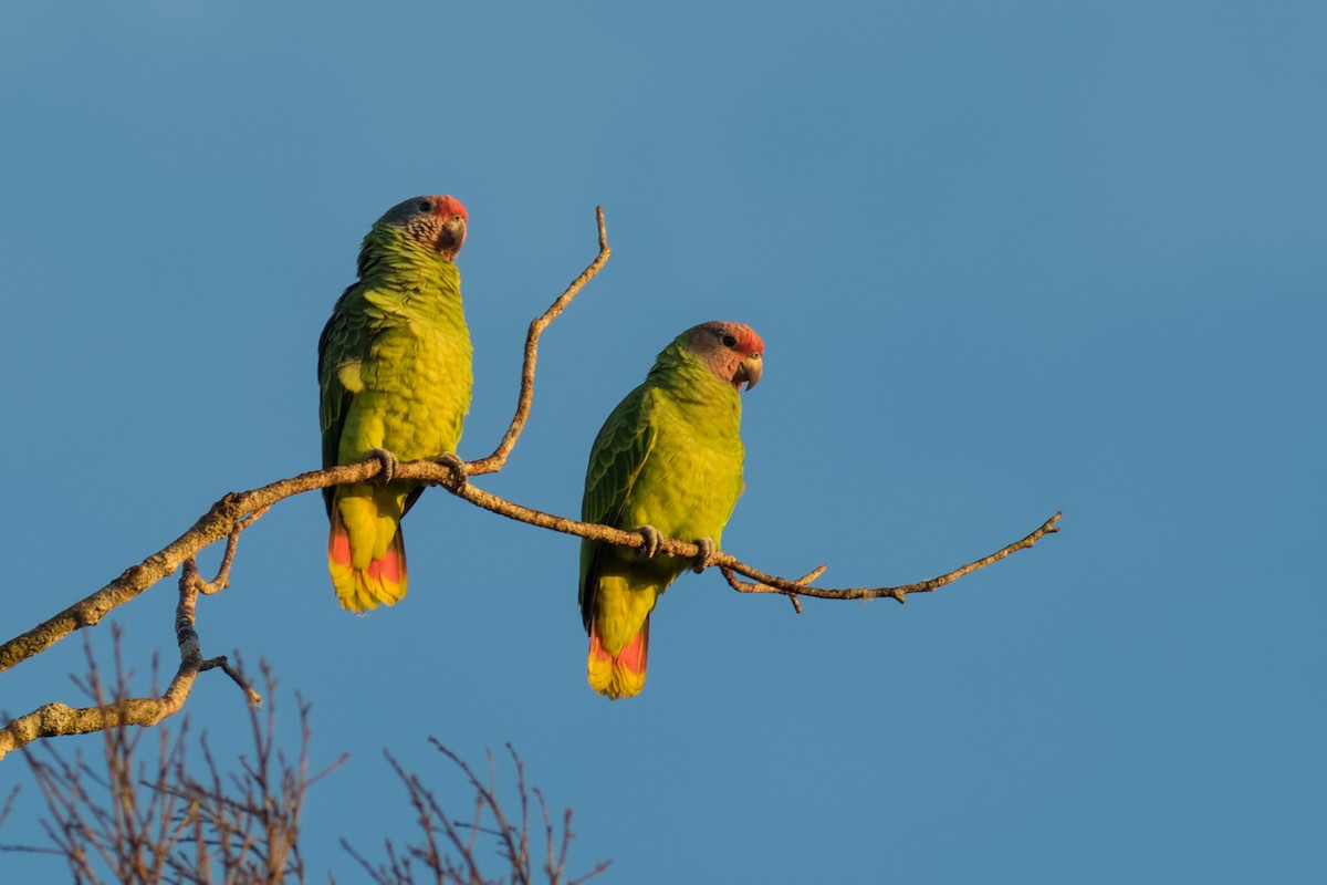 Red-tailed Amazon - ML638233923