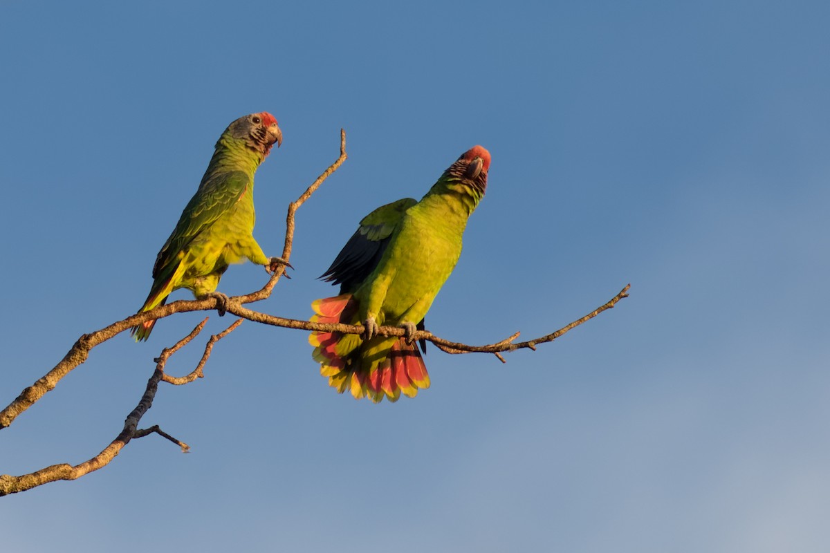 Red-tailed Amazon - ML638233924