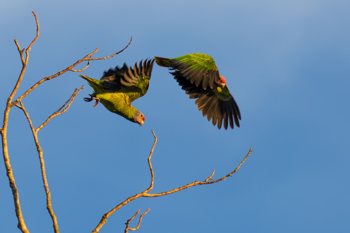 Red-tailed Amazon - ML638233925