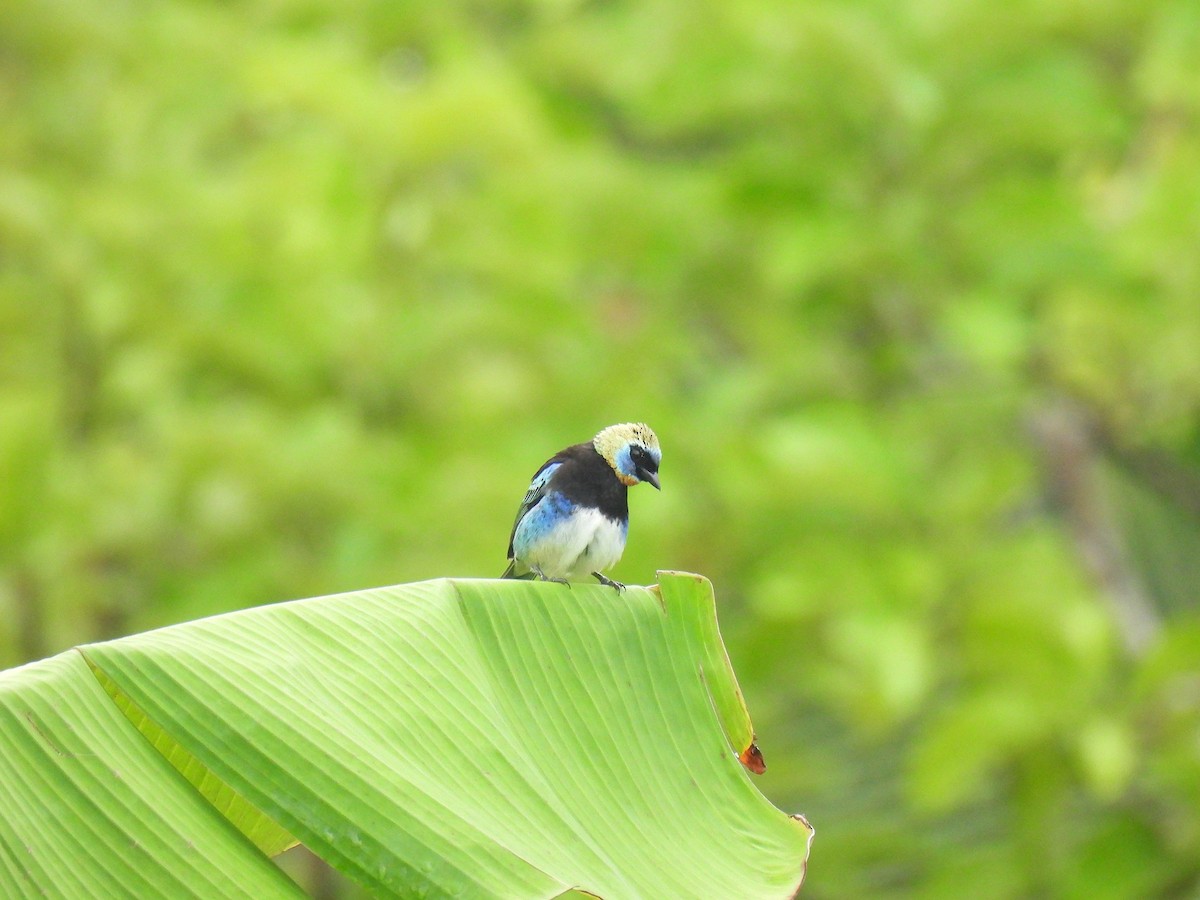 Golden-hooded Tanager - ML638233937