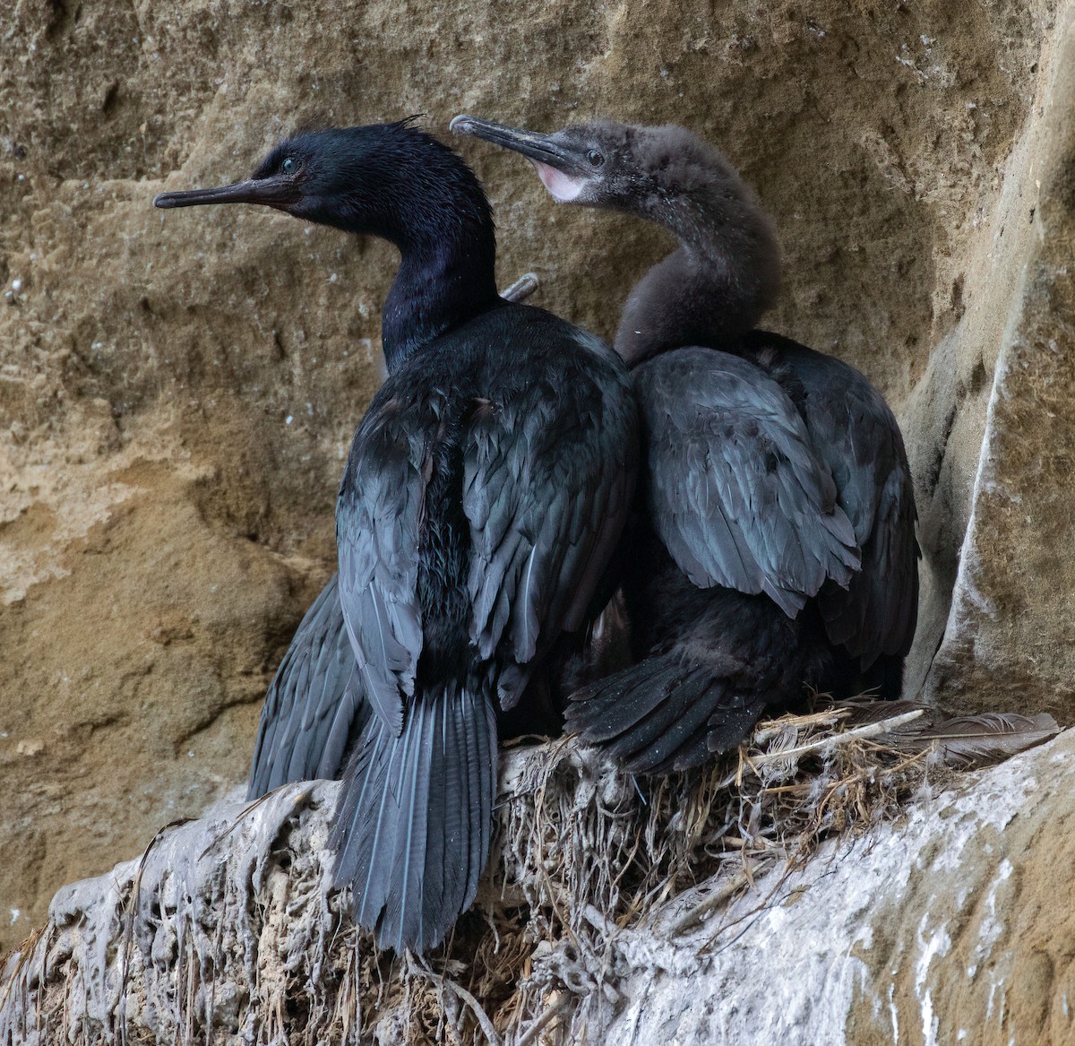 Pelagic Cormorant - ML638233942