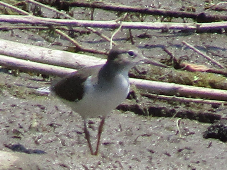 Solitary Sandpiper - ML638233950