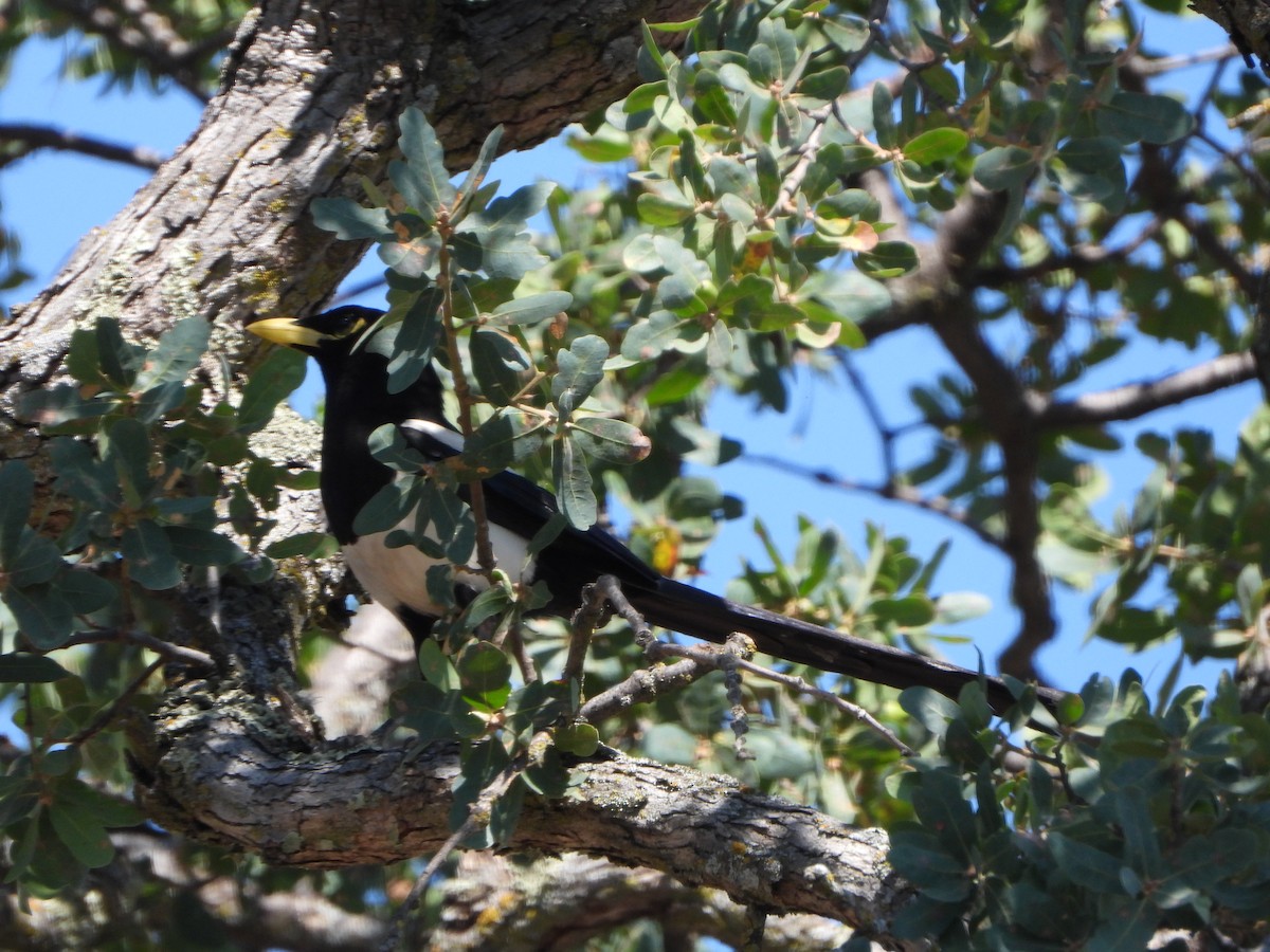 Yellow-billed Magpie - ML638233959