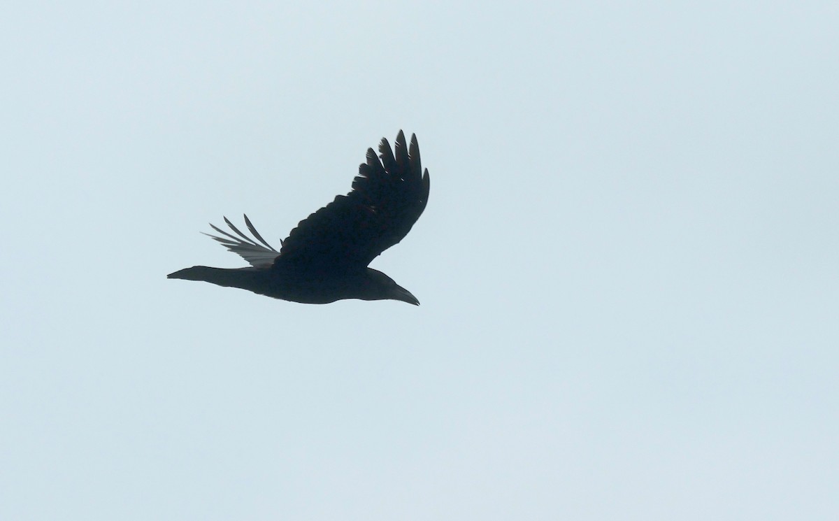 Chihuahuan Raven - ML638233960