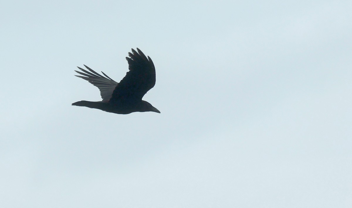 Chihuahuan Raven - ML638233961