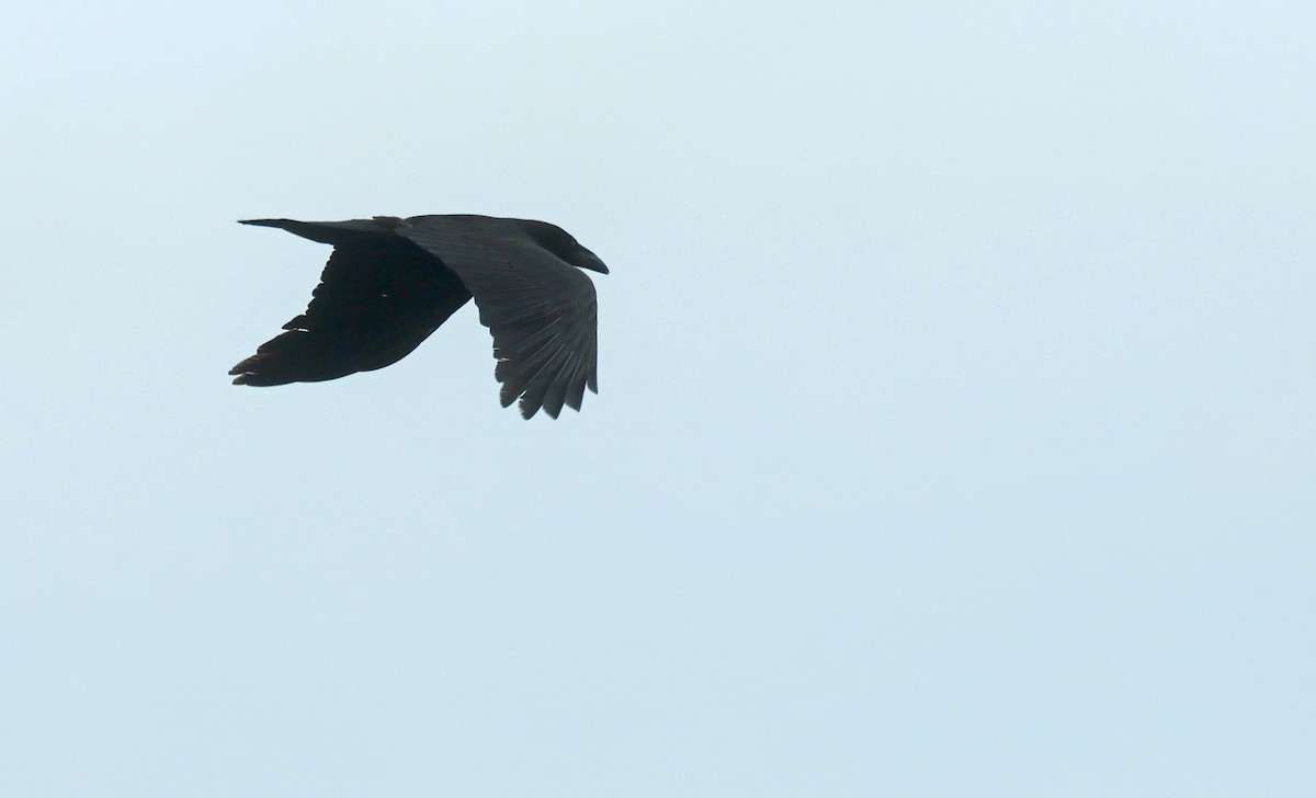Chihuahuan Raven - ML638233962