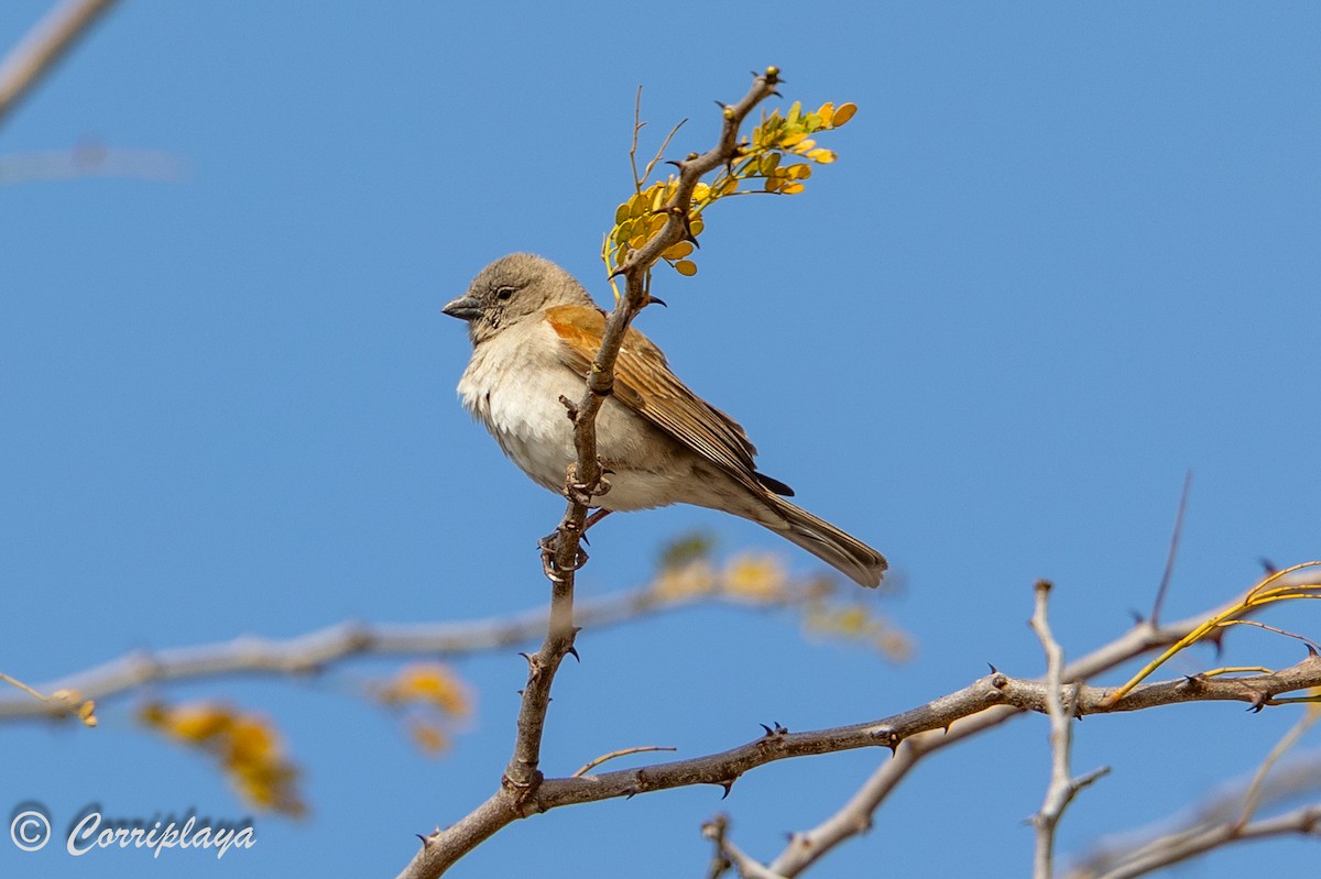 Southern Gray-headed Sparrow - ML638233977