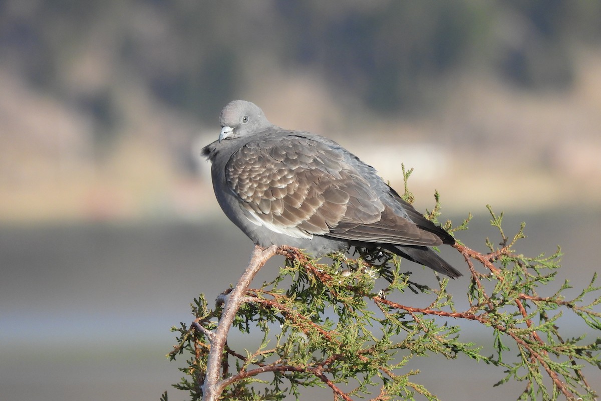 Spot-winged Pigeon - ML638233983