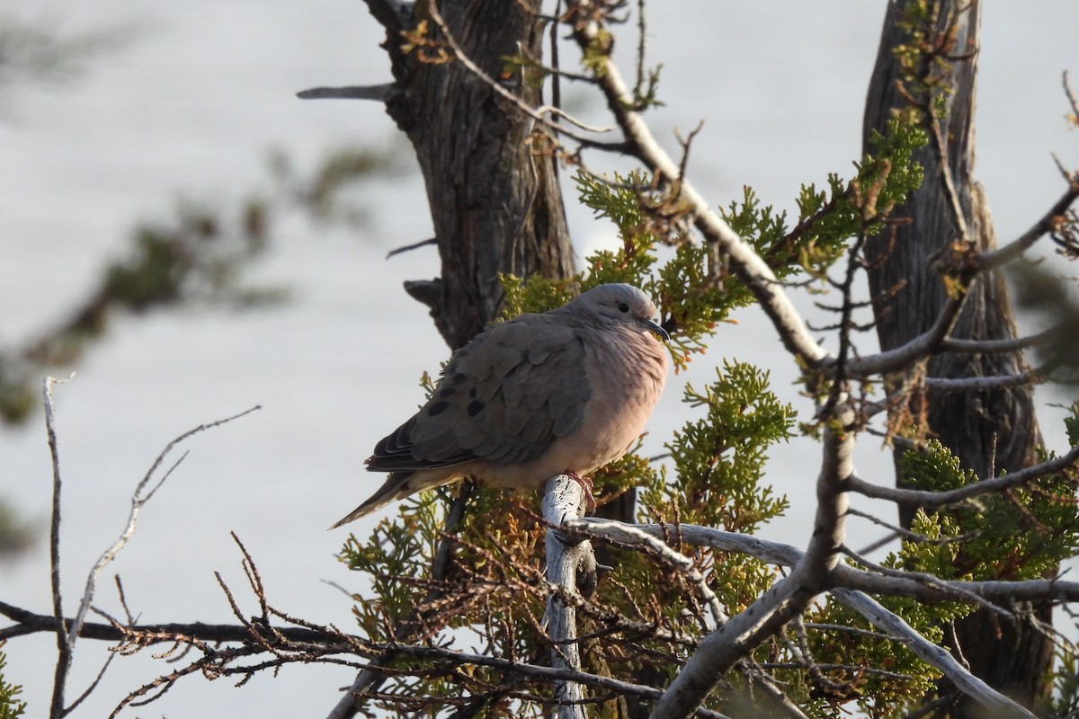 Eared Dove - ML638233994
