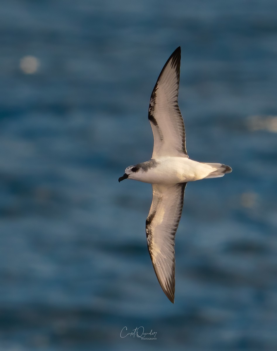 Masatierra Petrel - ML638233995