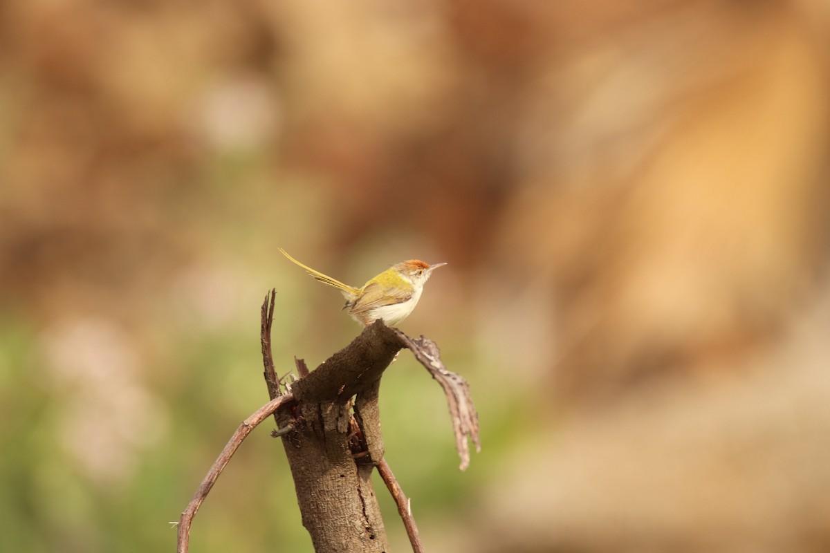 Common Tailorbird - ML638234009