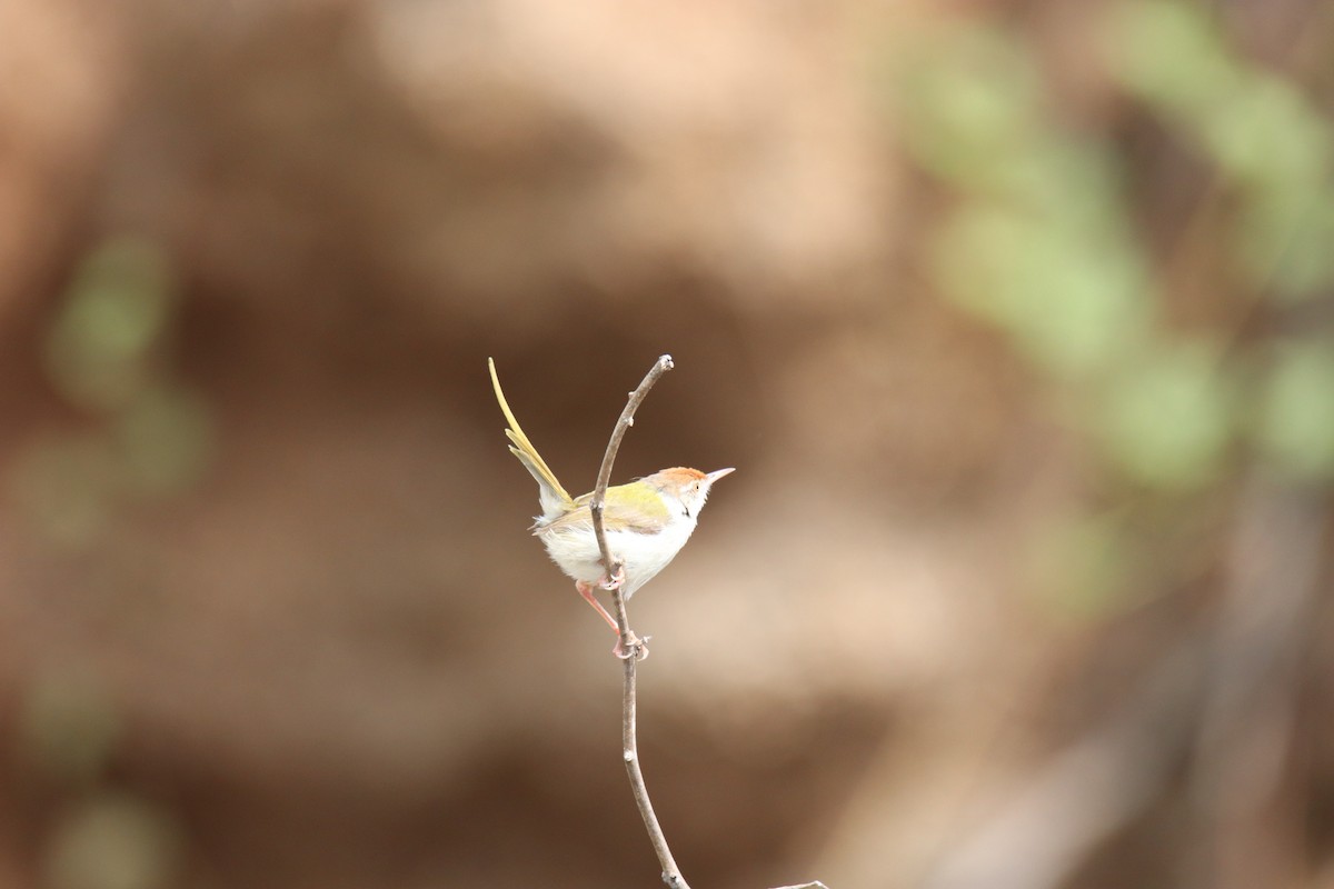 Common Tailorbird - ML638234011