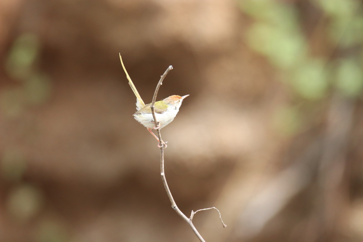 Common Tailorbird - ML638234012