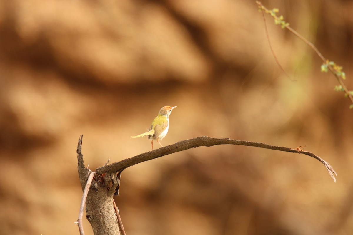 Common Tailorbird - ML638234013