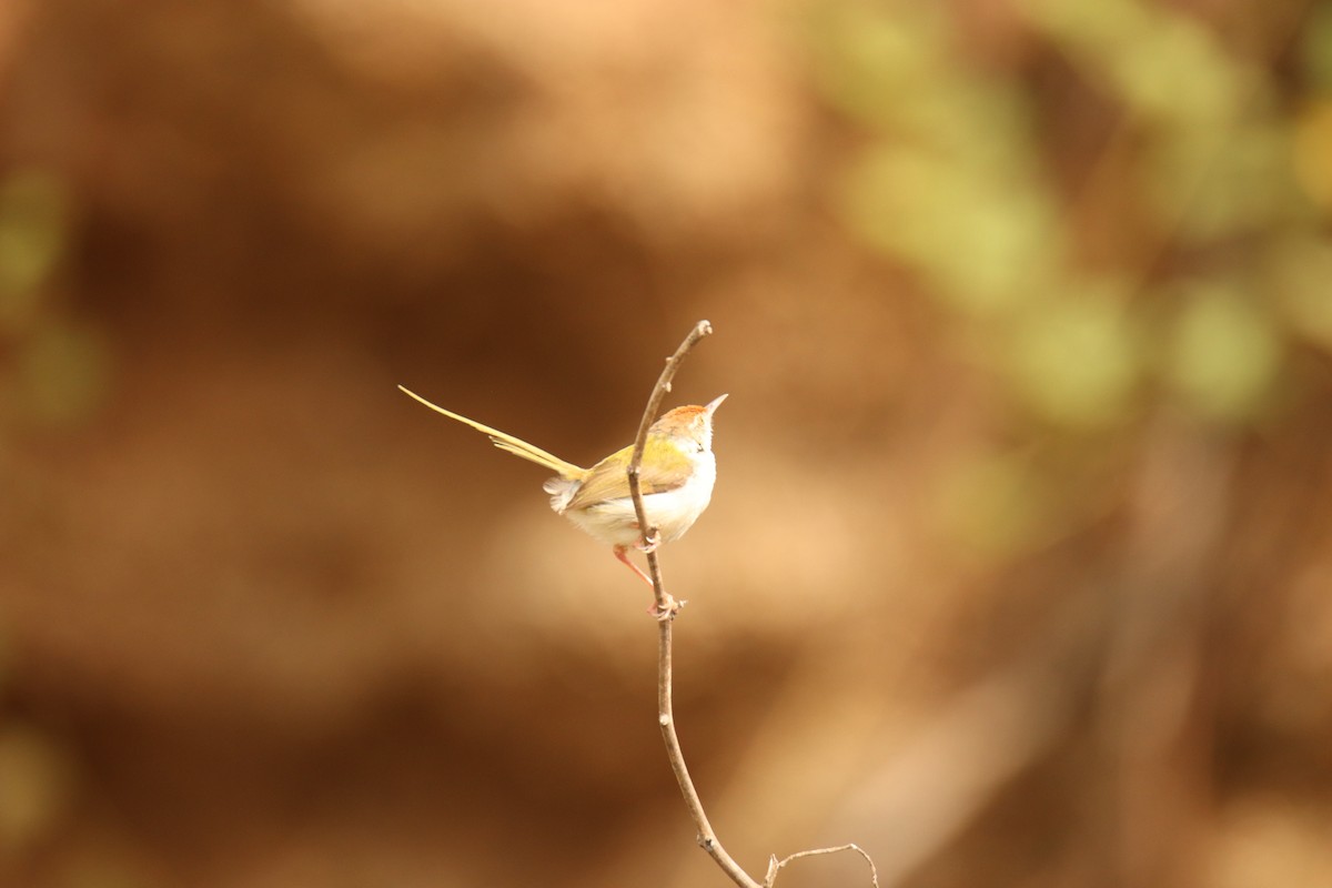 Common Tailorbird - ML638234014