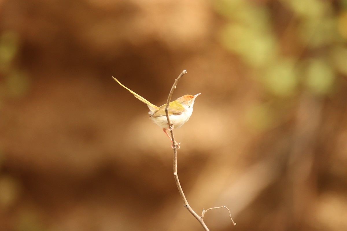 Common Tailorbird - ML638234015