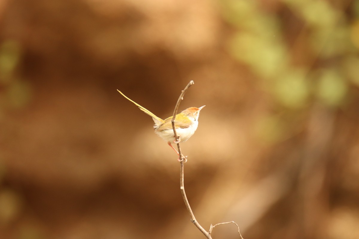 Common Tailorbird - ML638234016